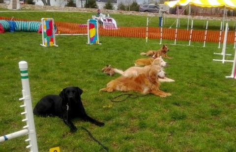 Westborough's Spring Festival with Surefire dogs