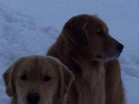 Birkie and Tanner